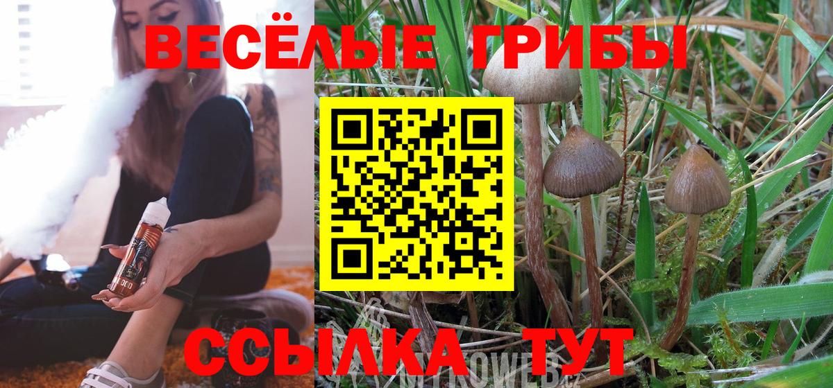 купить наркотик  Вход с VPN  Псилоцибиновые грибы прущие грибы  Димитровград  Галлюциногенные грибы Cubensis 